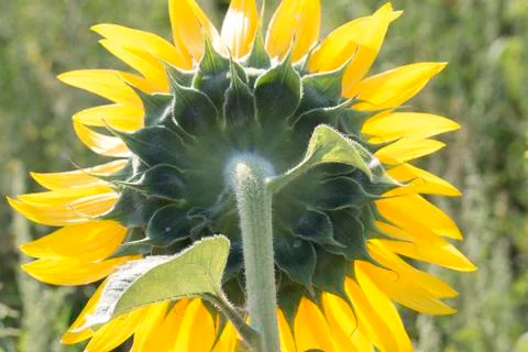 Sunflower back Stock Photos