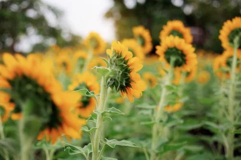 Sunflower of back with sky. Stock-Fotos