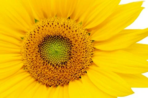 Sunflower background at backyard Stock Photos