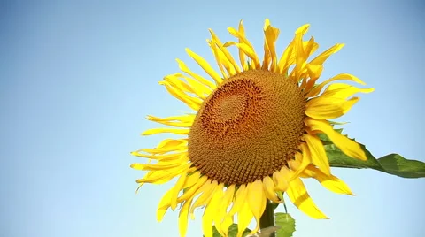 Sunflower On A Background Of Blue Sky Stock Footage 52318029