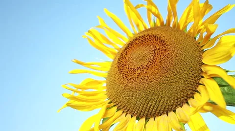 Sunflower On A Background Of Blue Sky Stock Footage 52370960