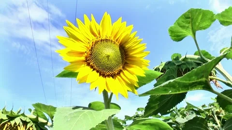 Sunflower on a background of blue sky Stock Footage 60121719