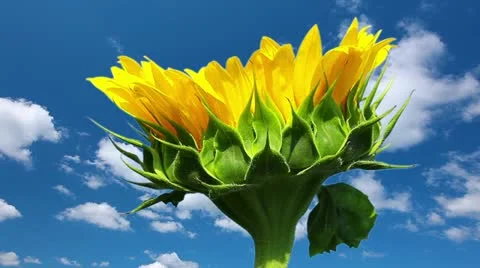 Sunflower on a background cloudy sky Stock Footage 21291224