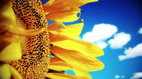 Sunflower on a background cloudy sky Video stock 146364815