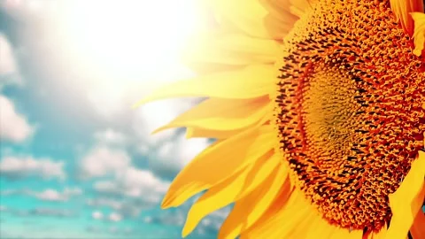 Sunflower on a background cloudy sky Stock Footage 154023522