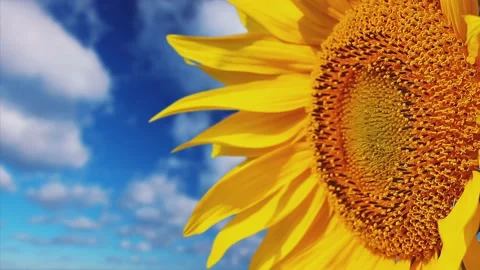 Sunflower on a background cloudy sky Stock Footage 219393731