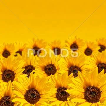 Sunflower background with copyspace Stock-Fotos