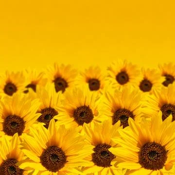 Sunflower background with copyspace Stock Photos