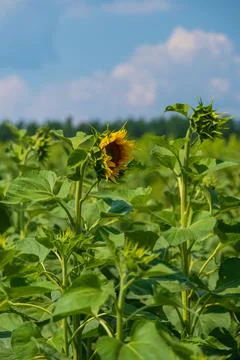 Sunflower on the background of the field Stock Photos