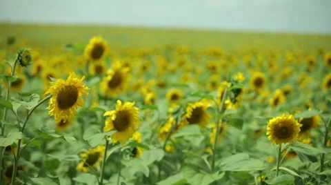 Sunflower background Stock Footage 53066068