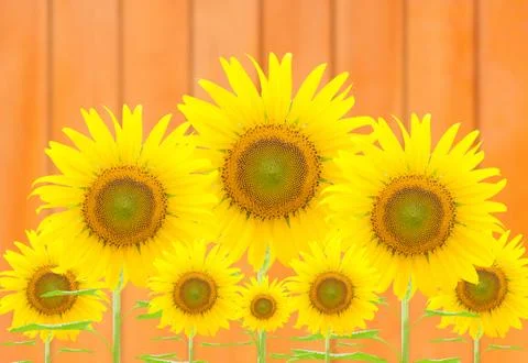 Sunflower background Stock Illustration