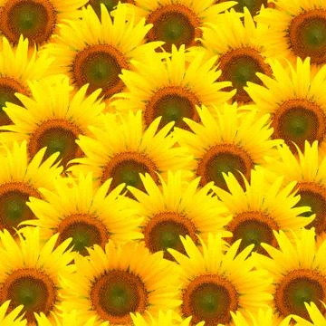 Sunflower background Stock Illustration