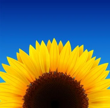 Sunflower background Stock Illustration