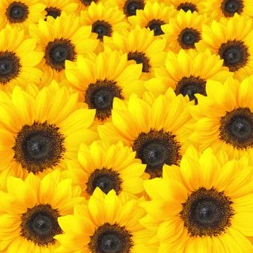 Sunflower background pattern Stock Photos