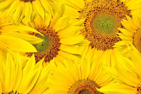 Sunflower background Stock Photos