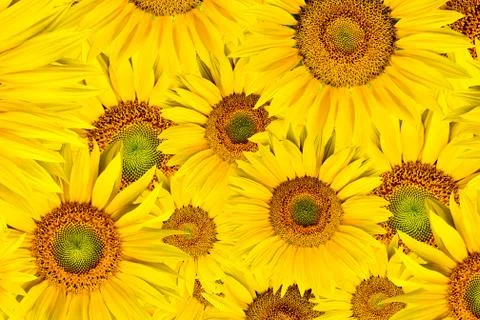 Sunflower background Stock Photos
