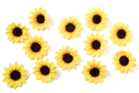 Sunflower background Stock Photos