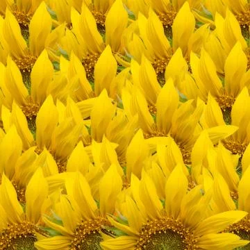 Sunflower background Stock Photos