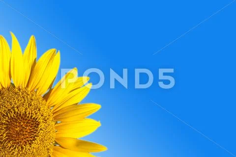 Sunflower background Stock Photos