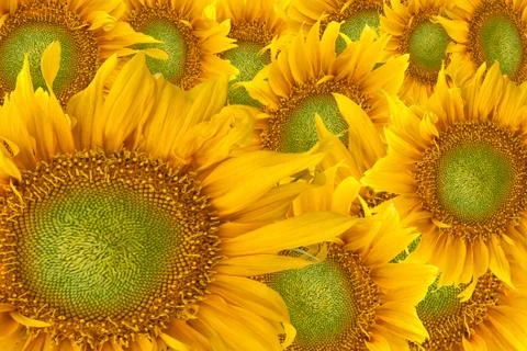 Sunflower background. 写真素材