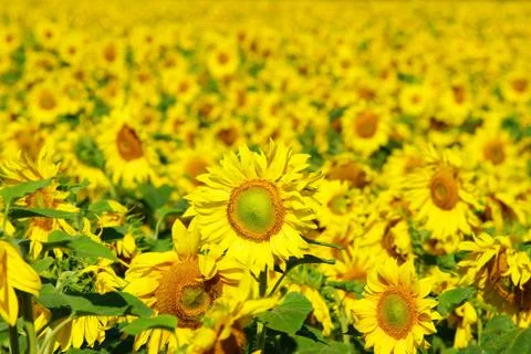 Sunflower background Stock Photos