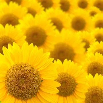 Sunflower background Stock Photos
