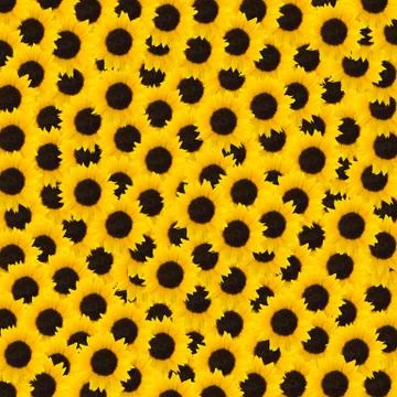 Sunflower background Stock Photos