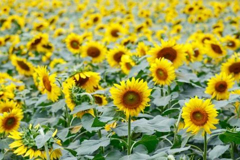 Sunflower background Stock Photos