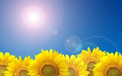 Sunflower background  Stock Photos
