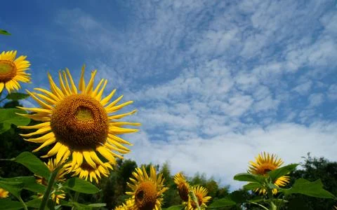 Sunflower background  Stock Photos