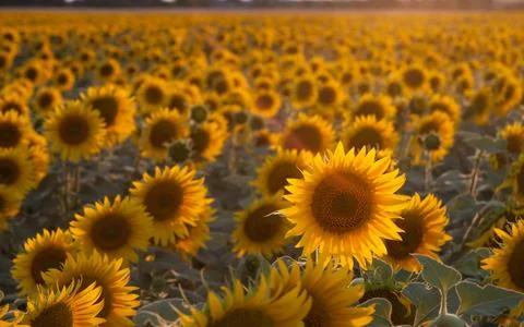 Sunflower background  Stock Photos