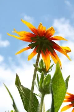 Sunflower on the background of sky and clouds Stock Photos