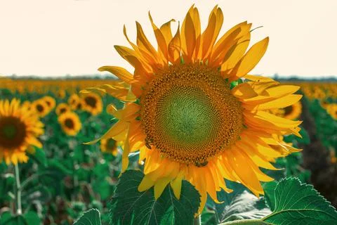 Sunflower on a background of sky and fields of sunflowers. Sunflowers and bees Stock Photos