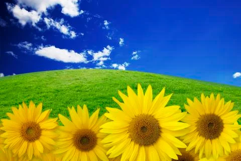 Sunflower on background sky Stock Photos