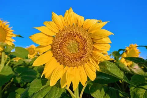 Sunflower on the Background of a Sky Stock Photos