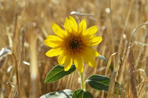 Sunflower on background of spikelets Stock Photos