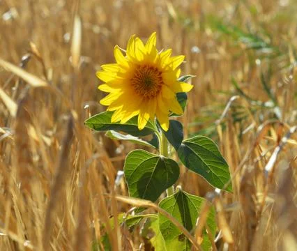 Sunflower on background of spikelets Stock Photos