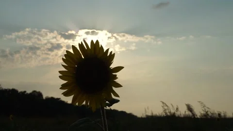 Sunflower on the background of sun and clouds, summer, Russia Stock Footage 314698209