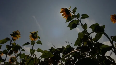 Sunflower on a background of the sun. Eclipse of the sun by a flower. slow motio Stock-Footage 116974796