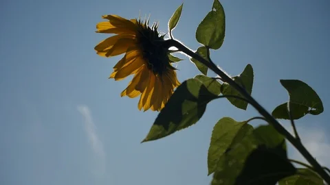 Sunflower on a background of the sun. Eclipse of the sun by a flower Video stock 116979511