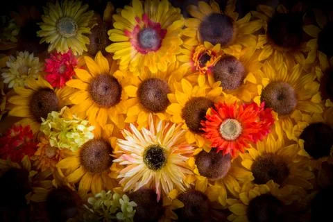 Sunflower Background / Sunflower Texture Stock Photos