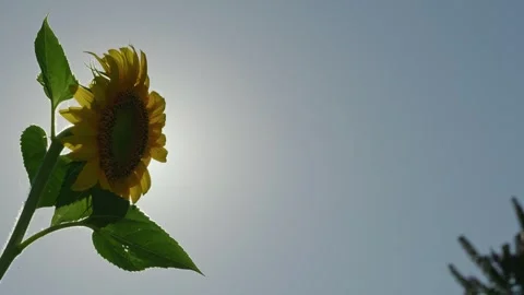 Sunflower Backlit Against the Bright Sun Stock Footage 316735730