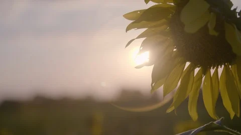Sunflower Backlit By Sunset 4K Stock Footage 108472364