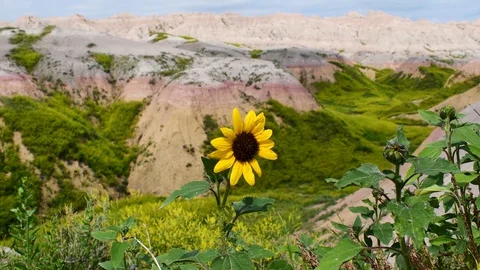 Sunflower in the badlands Stock Footage 128154477