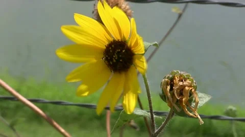 Sunflower On Barbed Wire Fence Stockbeeldmateriaal 1077777