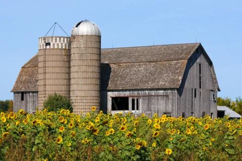Sunflower Barn Stock Photos