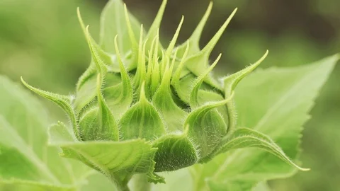 Sunflower basket macro close-up before flowering spring Stock Footage 104999927