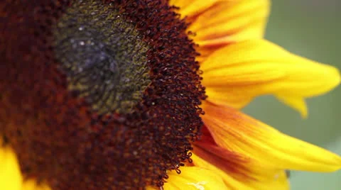 SUNFLOWER BCU 01 Stock Footage 22991006