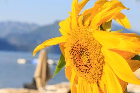 Sunflower with beach background Stock Photos