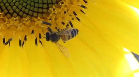 Sunflower bee 02 HD Stock Footage 1537637